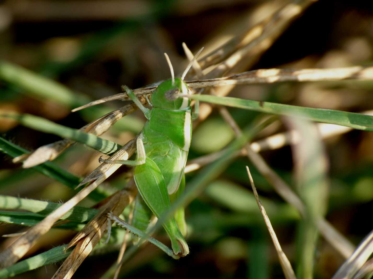 Giovane cavalletta verde - Aiolopus sp.